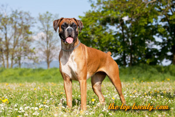 German Boxer popular dog